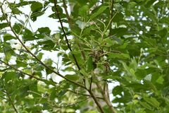 Nymphalis polychloros