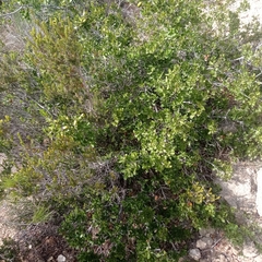 Quercus coccifera