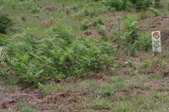 Pteridium centrali-africanum