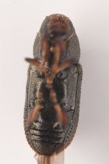 Hylurgops rugipennis