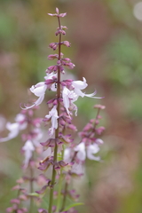 Ocimum