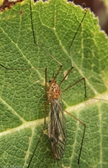 Nephrotoma wulpiana