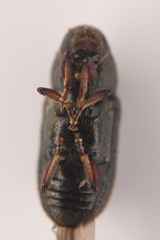 Hylurgops rugipennis