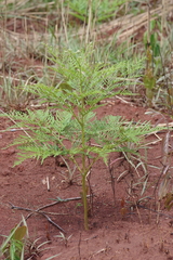 Pteridium centrali-africanum