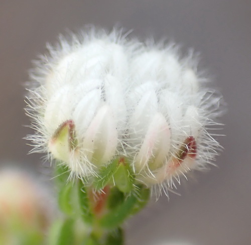 Image of Erica flaccida by (c) Nicola van Berkel, some rights reserved (CC BY-SA)