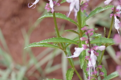 Ocimum