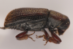 Hylurgops rugipennis