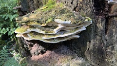 Rigidoporus