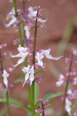Ocimum