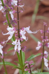 Ocimum