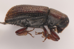 Hylurgops rugipennis
