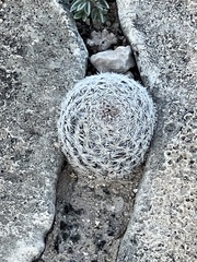 Mammillaria lasiacantha