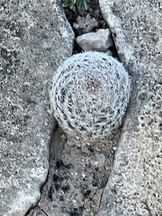 Mammillaria lasiacantha
