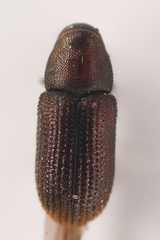 Hylurgops rugipennis