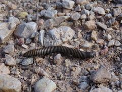 Ommatoiulus rutilans