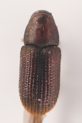 Hylurgops rugipennis