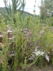 Erica unicolor