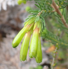 Erica unicolor