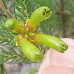 Erica unicolor