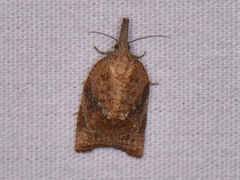 Platynota flavedana