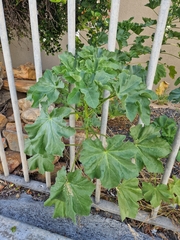 Malva arborea