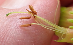 Erica unicolor