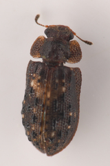 Peltastica tuberculata