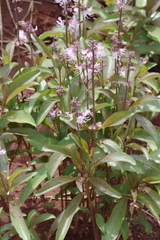 Ocimum