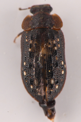 Peltastica tuberculata