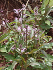 Ocimum