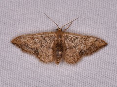 Idaea kendallaria
