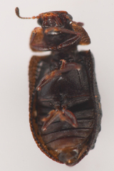 Peltastica tuberculata