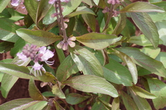 Ocimum