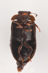 Peltastica tuberculata