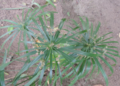 Cyperus alternifolius