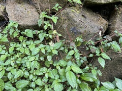 Lecanthus peduncularis