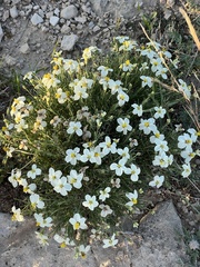 Zinnia acerosa