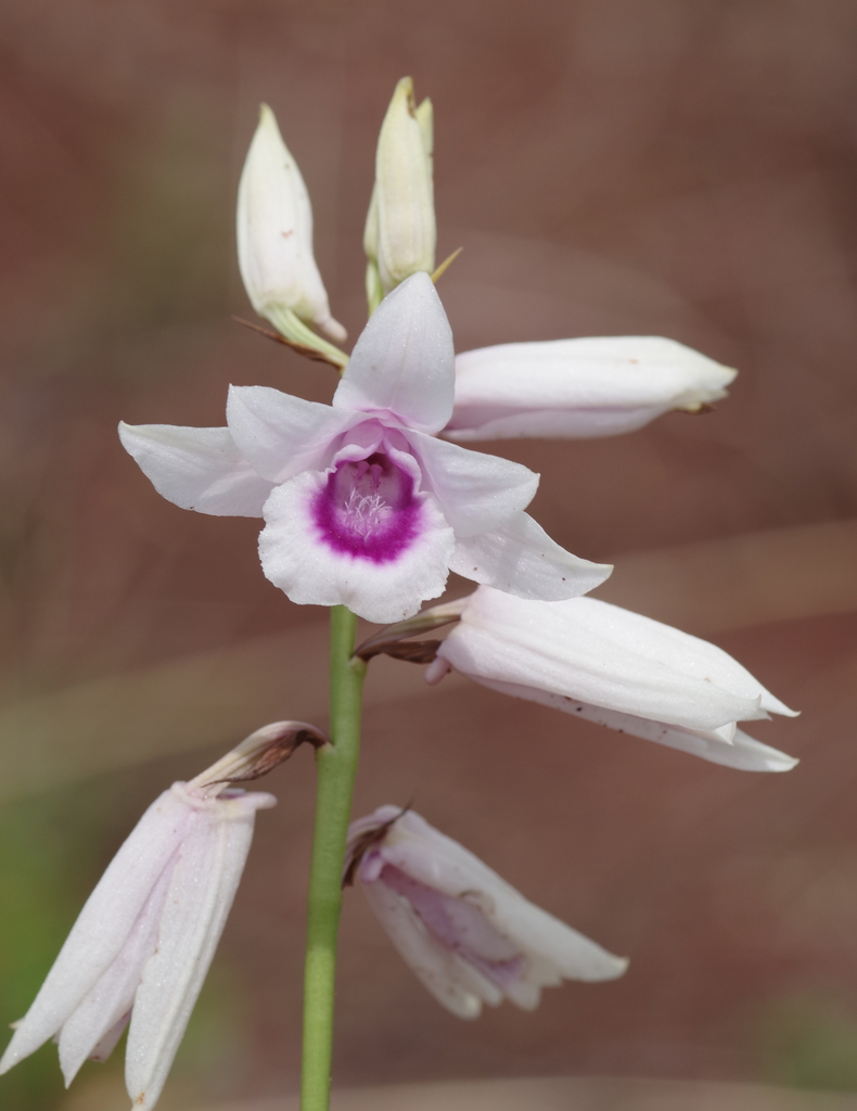 Orthochilus euanthus