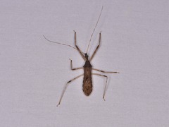 Rocconota annulicornis