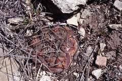 Thelocactus hexaedrophorus hexaedrophorus