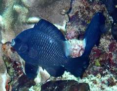 Dascyllus trimaculatus