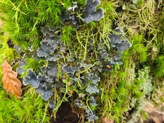 Peltigera hymenina