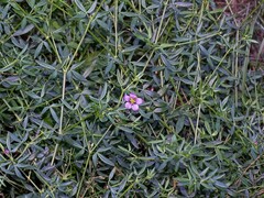 Fagonia cretica
