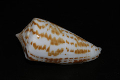 Conus stramineus