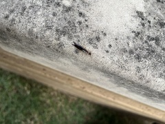 Euborellia annulipes