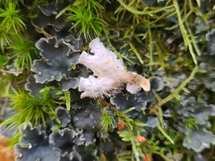 Peltigera hymenina