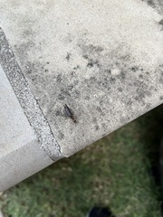 Euborellia annulipes