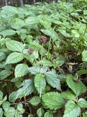 Lecanthus peduncularis