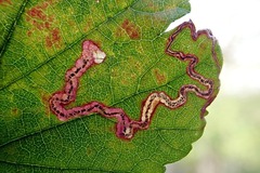 Stigmella splendidissimella