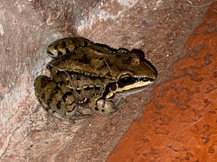 Leptodactylus mystacinus